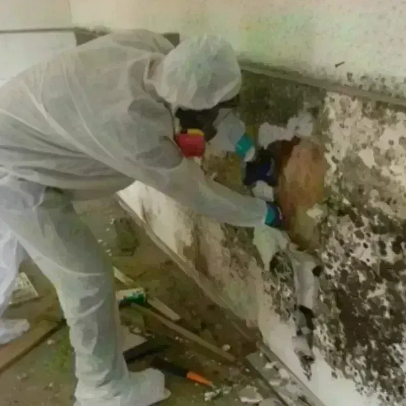 Mold Remediation and Removal in South Lockport, NY